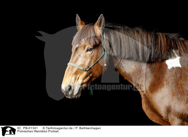 Polnisches Warmblut Portrait / PB-01341