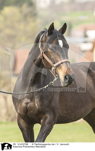 braunes Polnisches Warmblut / VJ-03796