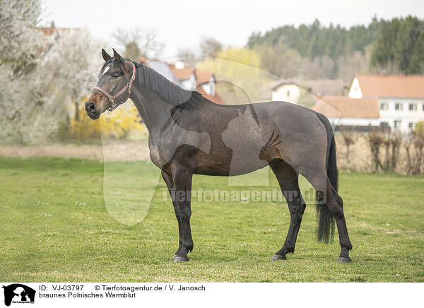 braunes Polnisches Warmblut / VJ-03797