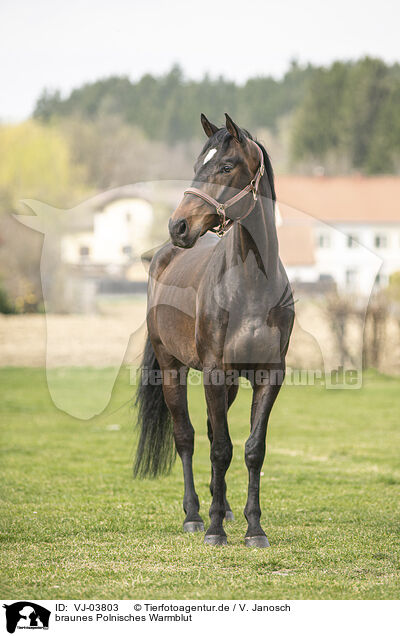 braunes Polnisches Warmblut / brown Polish Warmblood / VJ-03803