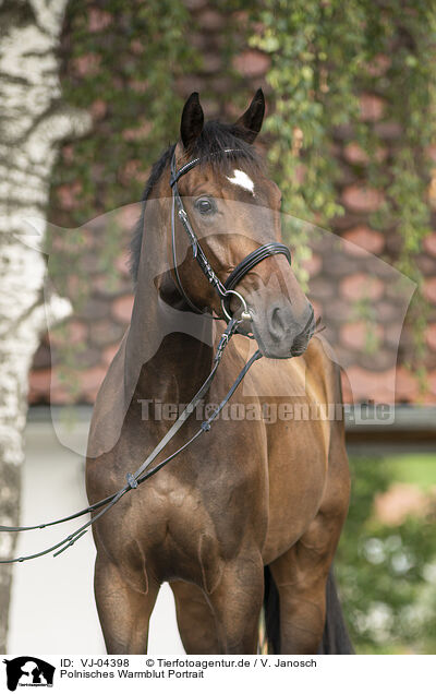 Polnisches Warmblut Portrait / VJ-04398