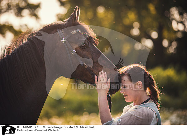 Polnisches Warmblut Wallach / Polish Warmblood gelding / MM-01377