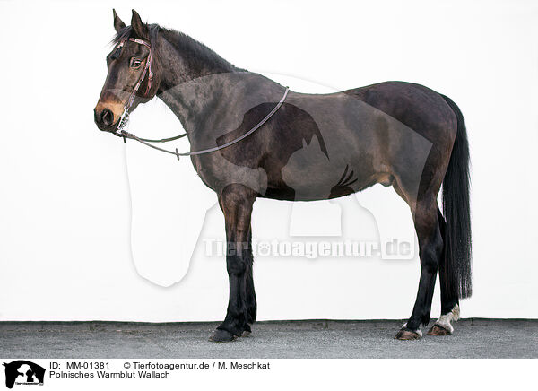 Polnisches Warmblut Wallach / MM-01381