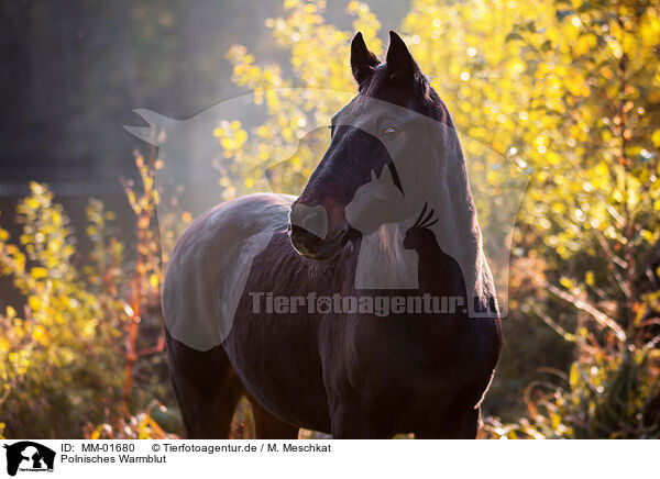 Polnisches Warmblut / MM-01680