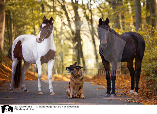 Pferde und Hund / horses and dogs / MM-01882