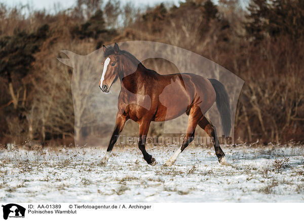 Polnisches Warmblut / Polish Warmblood / AA-01389