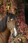 Polnisches Warmblut Portrait