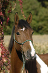 Polnisches Warmblut Portrait