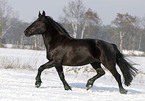 trabendes Polnisches Warmblut