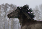 Polnisches Warmblut Portrait