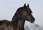 Polnisches Warmblut Portrait