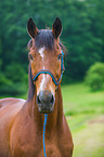 Polnisches Warmblut Portrait