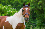 Polnisches Warmblut Portrait