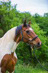 Polnisches Warmblut Portrait