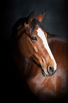 Polnisches Warmblut Portrait