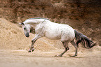 galoppierendes Polnisches Warmblut