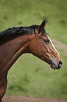 Polnisches Warmblut Portrait