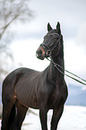 Polnisches Warmblut Portrait