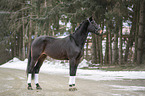 Polnisches Warmblut