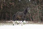 trabendes Polnisches Warmblut