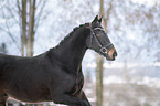 Polnisches Warmblut Portrait