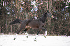 trabendes Polnisches Warmblut