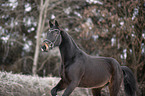 Polnisches Warmblut Portrait