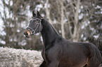 Polnisches Warmblut Portrait