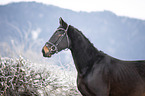 Polnisches Warmblut Portrait