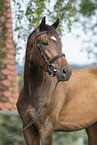 Polnisches Warmblut Portrait