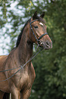 Polnisches Warmblut Portrait