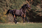 Polnisches Warmblut