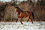 Polnisches Warmblut