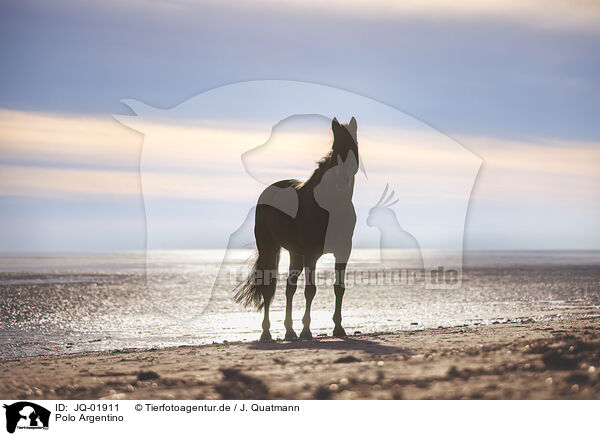 Polo Argentino / Argentine Polo Horse / JQ-01911