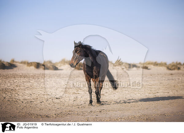 Polo Argentino / Argentine Polo Horse / JQ-01919