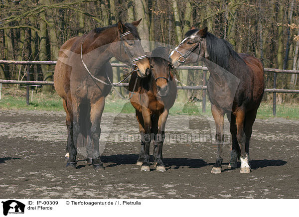 drei Pferde / three horses / IP-00309