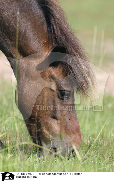 grasendes Pony / grazing pony / RR-05073