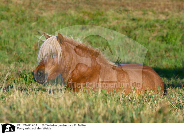 Pony ruht auf der Weide / lying pony / PM-01451