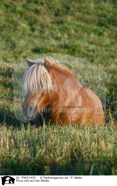 Pony ruht auf der Weide / PM-01453