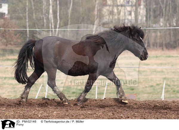 Pony / Pony / PM-02146