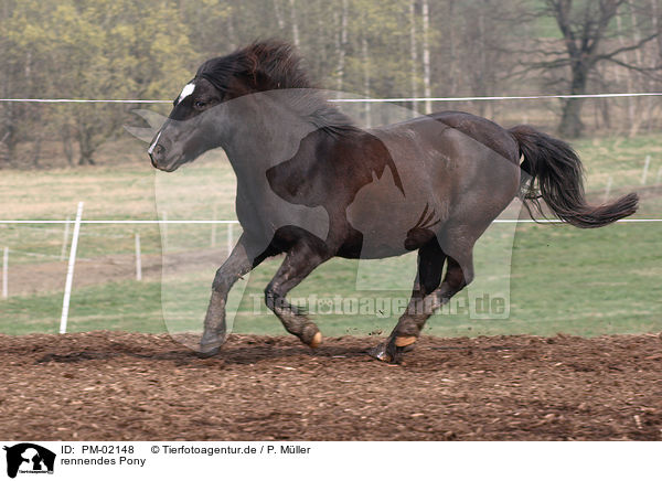 rennendes Pony / running pony / PM-02148