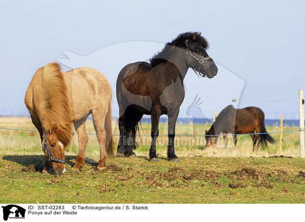 Ponys auf der Weide / horses on meadow / SST-02283