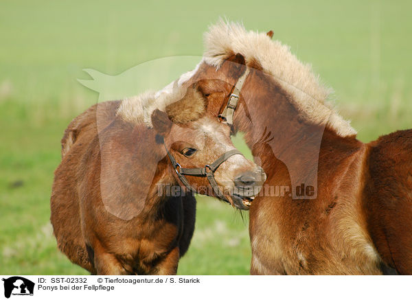 Ponys bei der Fellpflege / Ponies / SST-02332