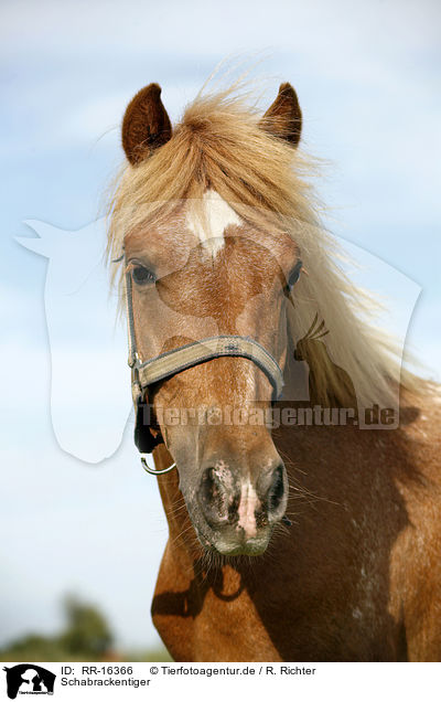 Schabrackentiger / Pony / RR-16366