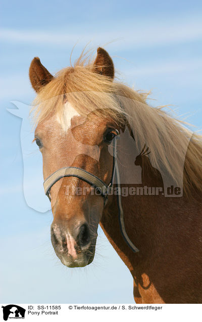 Pony Portrait / Pony Portrait / SS-11585