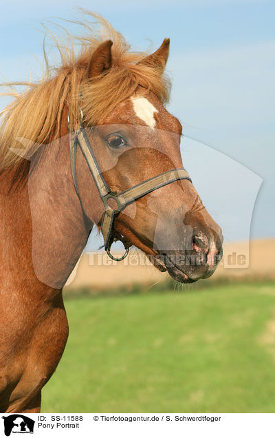 Pony Portrait / Pony Portrait / SS-11588