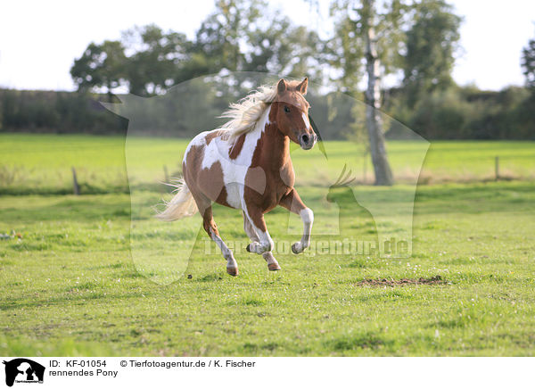 rennendes Pony / KF-01054
