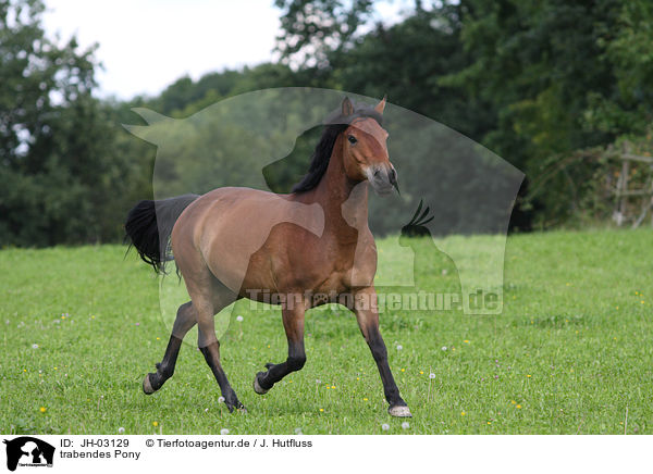 trabendes Pony / trotting Pony / JH-03129