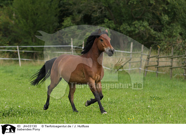 trabendes Pony / trotting Pony / JH-03130