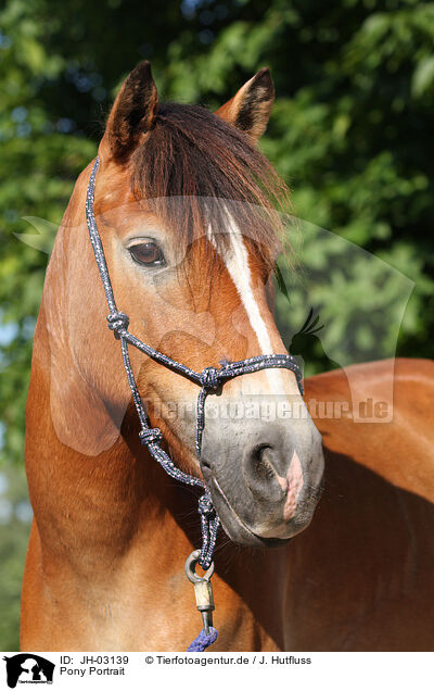 Pony Portrait / Pony Portrait / JH-03139